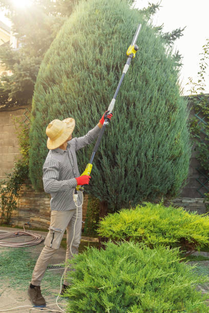 Best Professional Tree Care  in USA